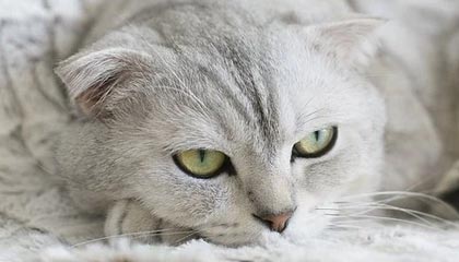 okooo-九游体育下载｜让热爱在掌心绽放，实时比分与全景直播一手掌控